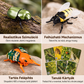 🐞 Felhúzható, szárnyas rovarokat ábrázoló szimulációs játékkészlet oktatókártyákkal