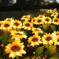 🌻 50% OFF NOW! ☀️ Waterproof Solar Sunflower Lights – Realistic Petals, IP65 Weatherproof & 8-12H Auto Glow ✨