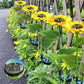 🌻 50% OFF NOW! ☀️ Waterproof Solar Sunflower Lights – Realistic Petals, IP65 Weatherproof & 8-12H Auto Glow ✨
